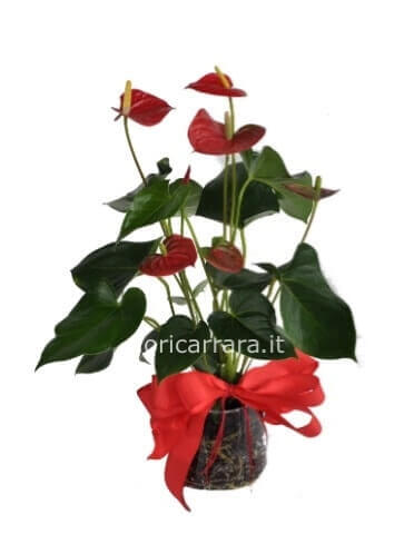 Pianta di anthurium